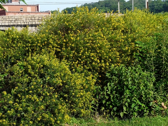 {Hypericum interior}